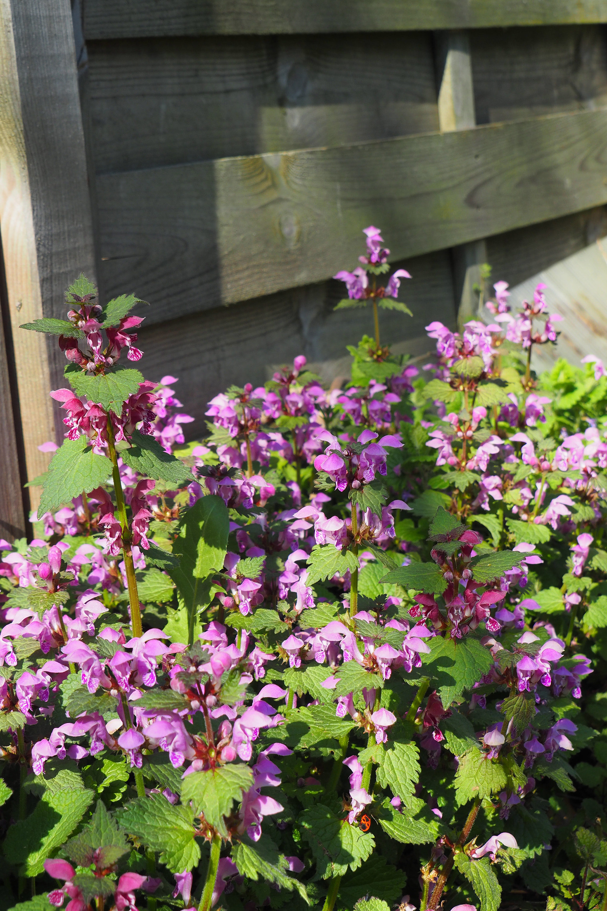 Feuilles similaires orties, fleur roses à bec d'oiseau
