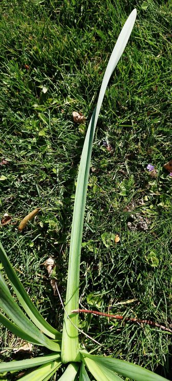 Vue d'une des feuilles