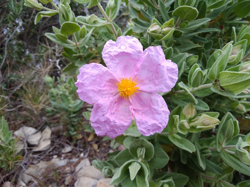 Fleur du ciste cotonneux
