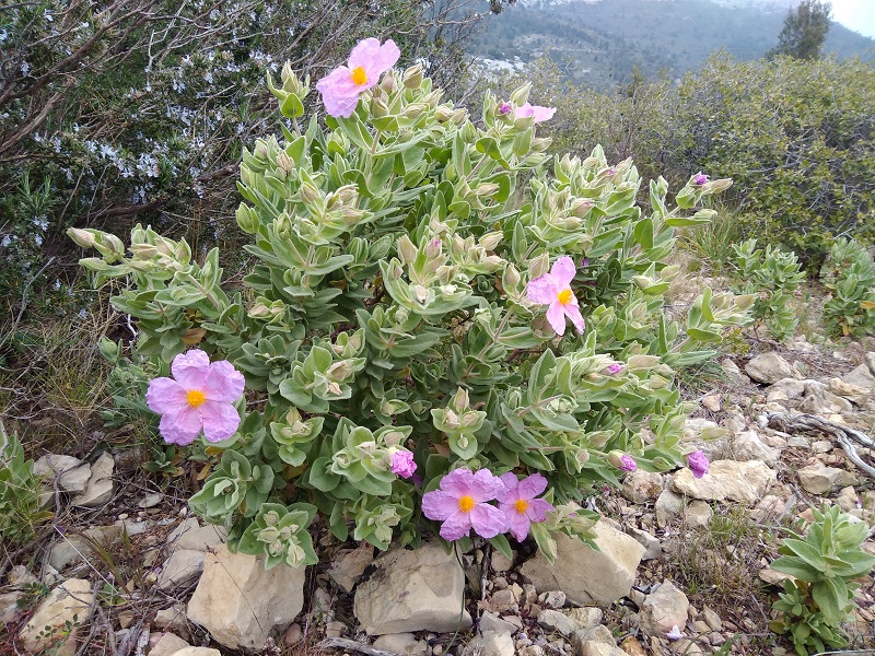 Ciste cotonneux arbuste