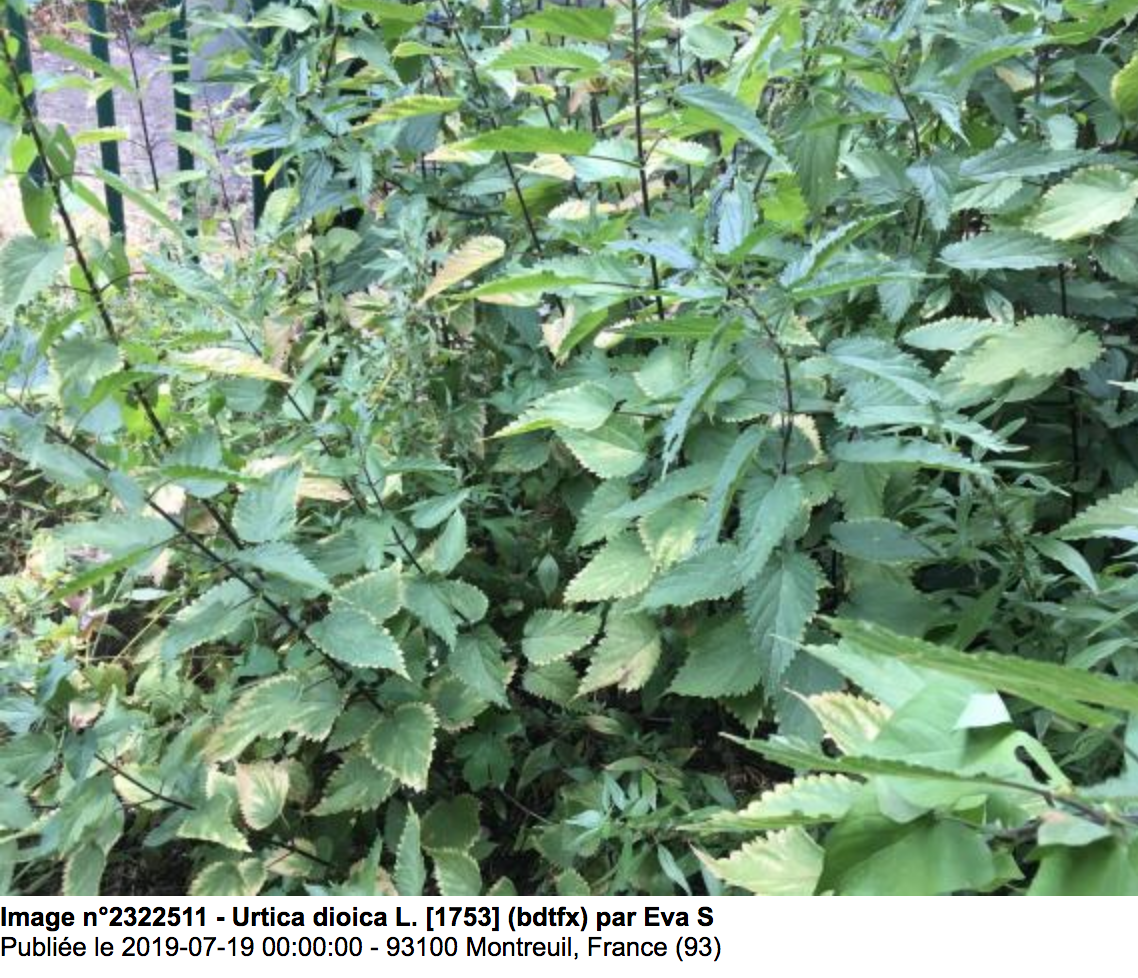 Urtica Dioica - Vue d'ensemble