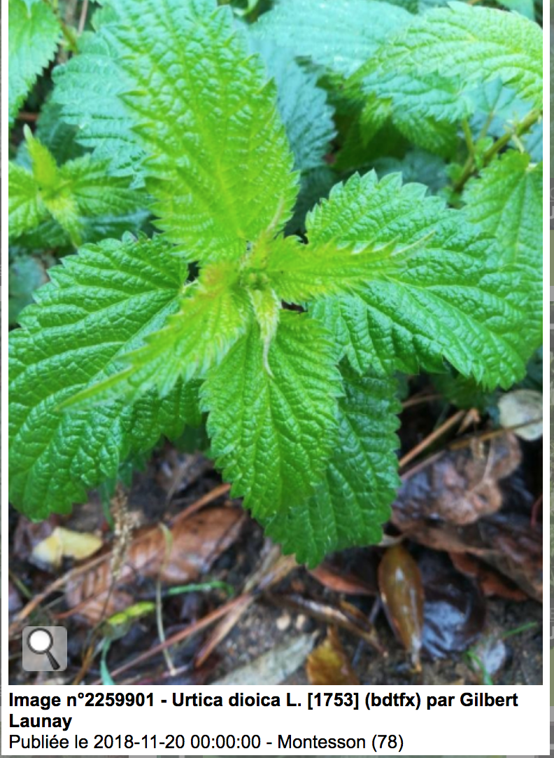 Urtica Dioica - feuille