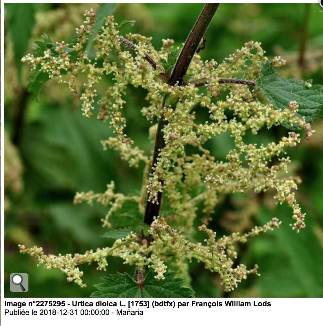 Urtica Dioica - inflorescence