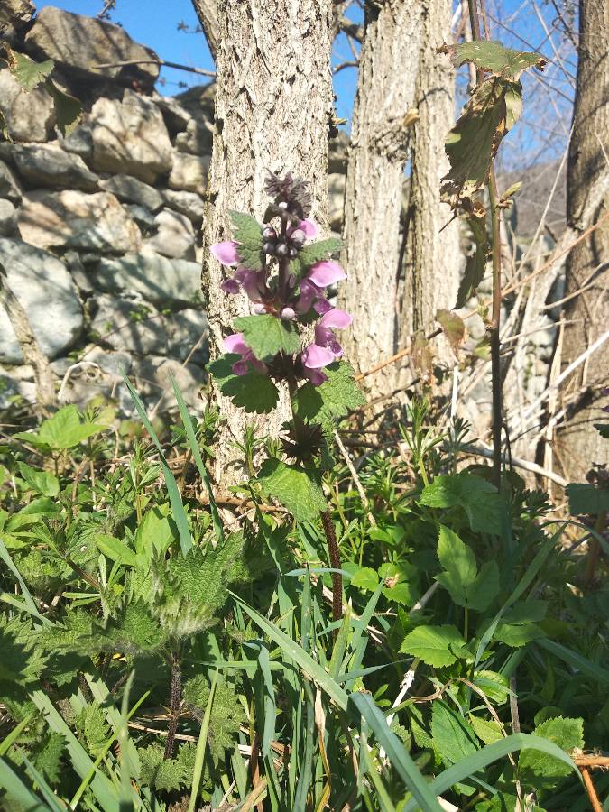 plante entière on ne voit pas le pied.