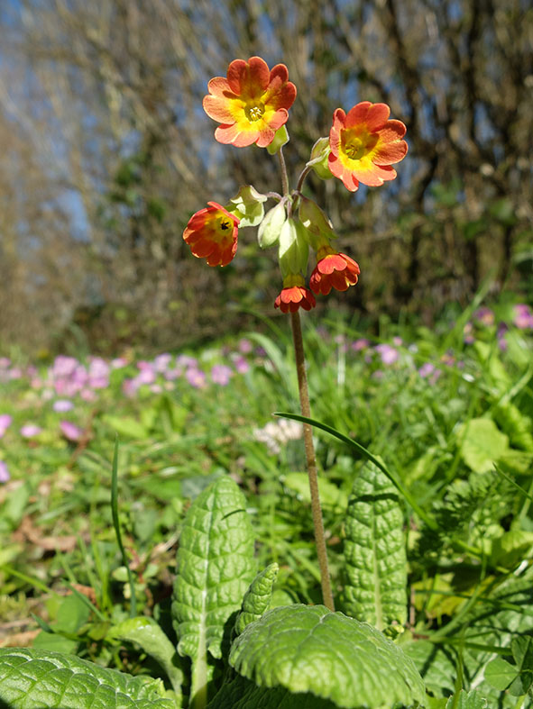 Primula