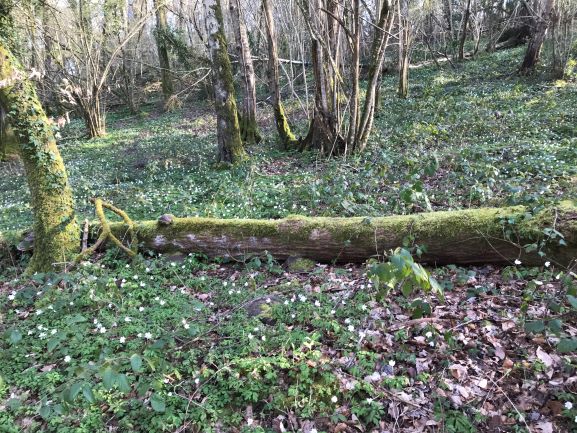 tapis d'anémones des bois