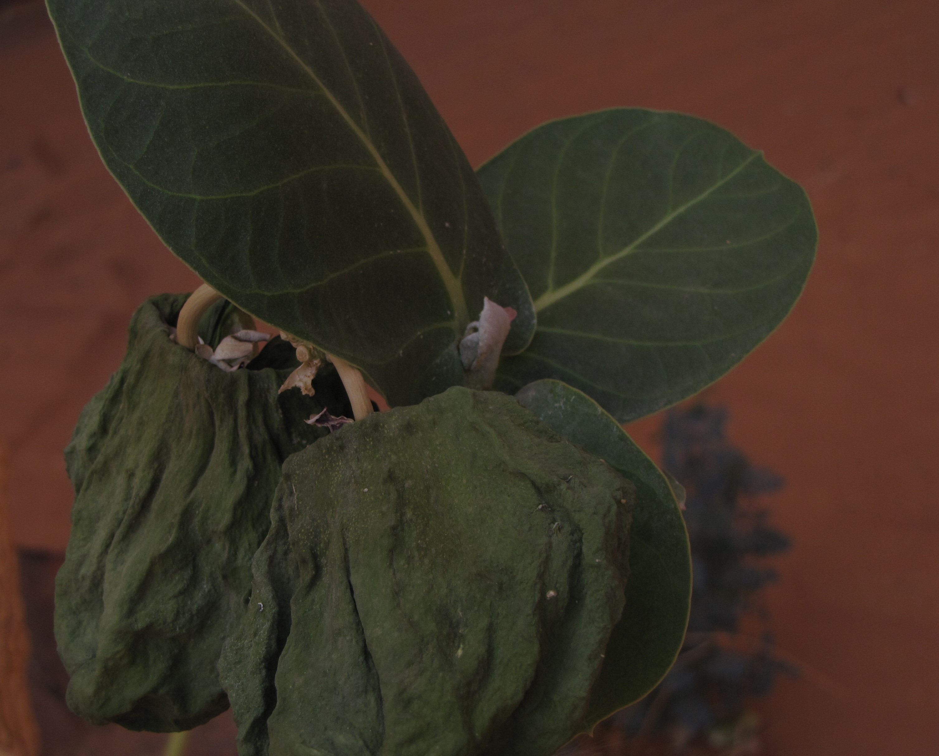 Calotropis procera - feuille de la tige