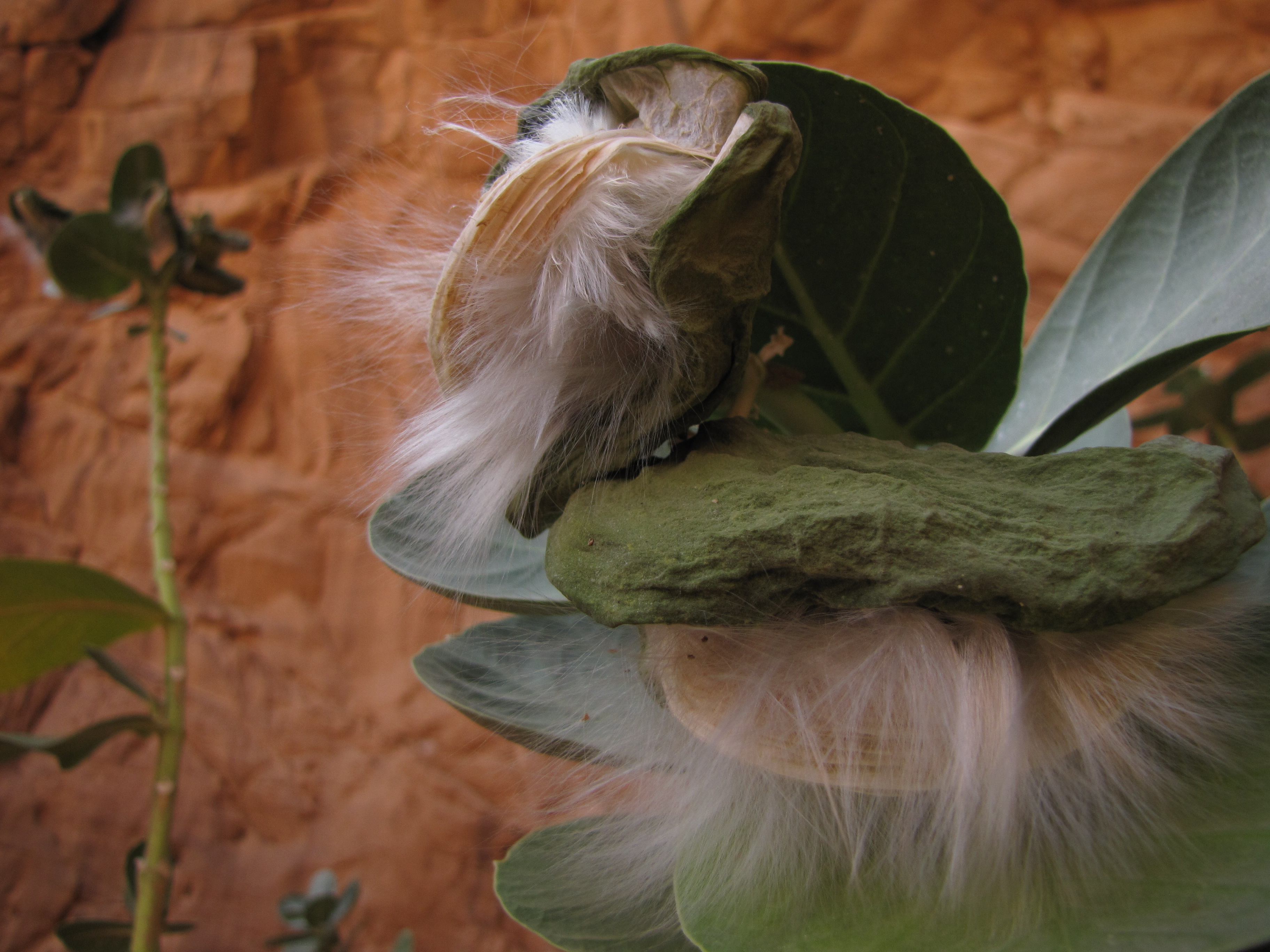 Calotropis procera - fruit 1