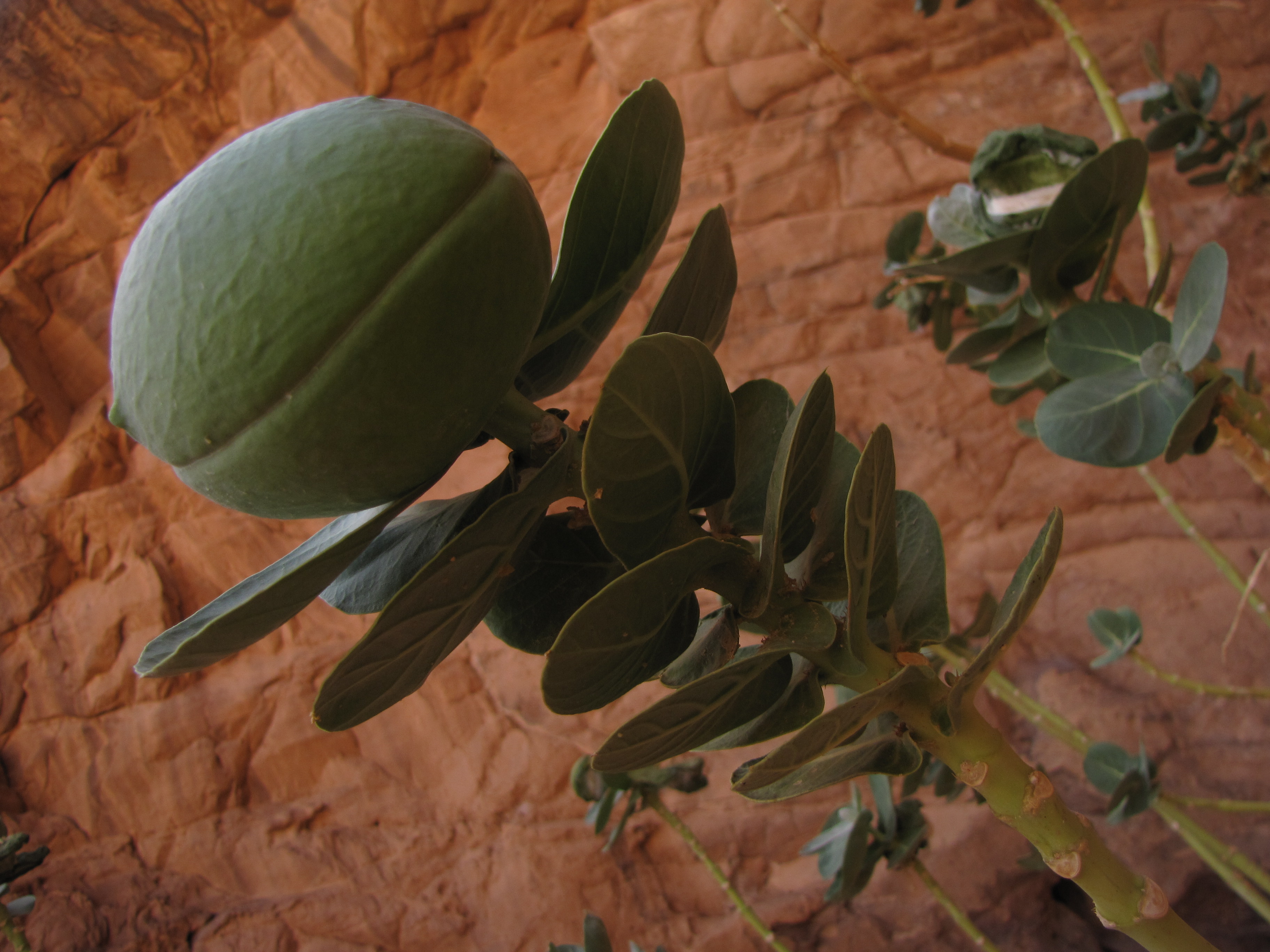 Calotropis procera - fruit 2