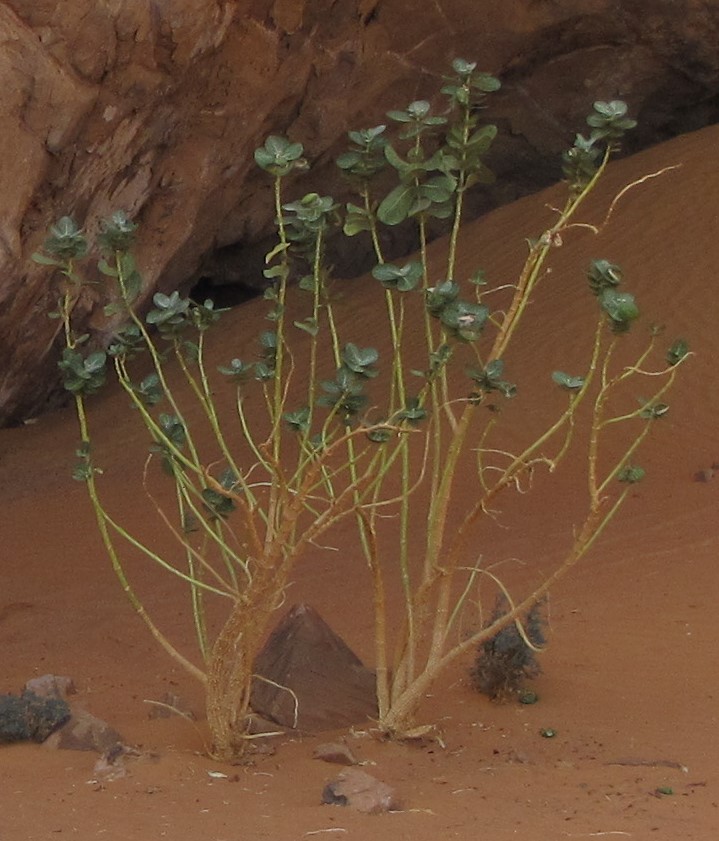 Calotropis procera - vue d'ensemble