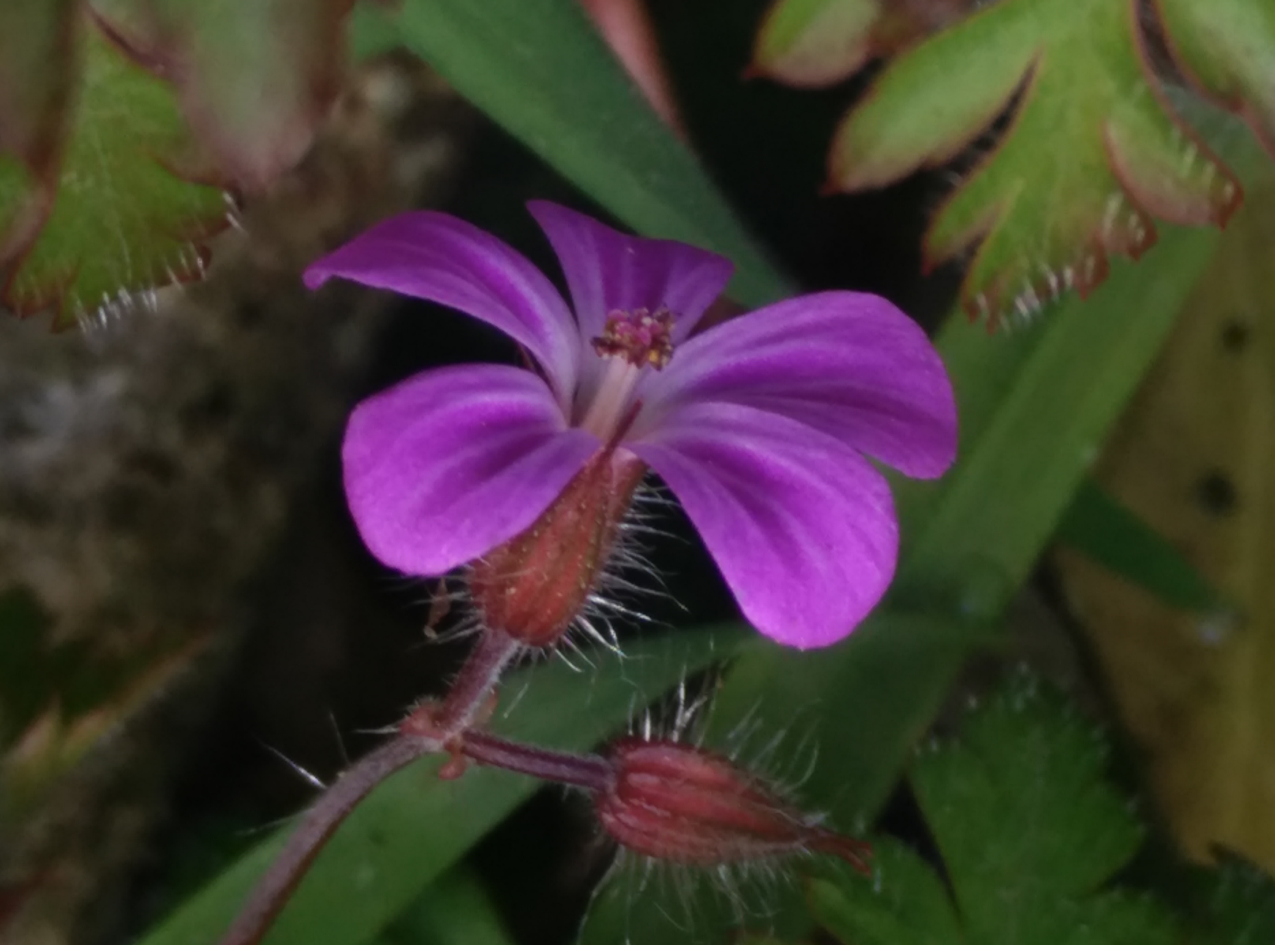 Geranium robertianum