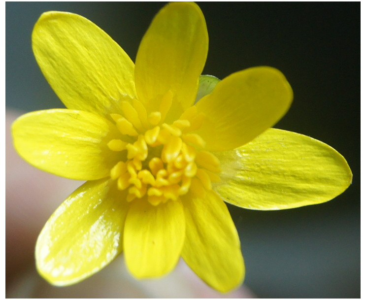 Ranunculus ficaria