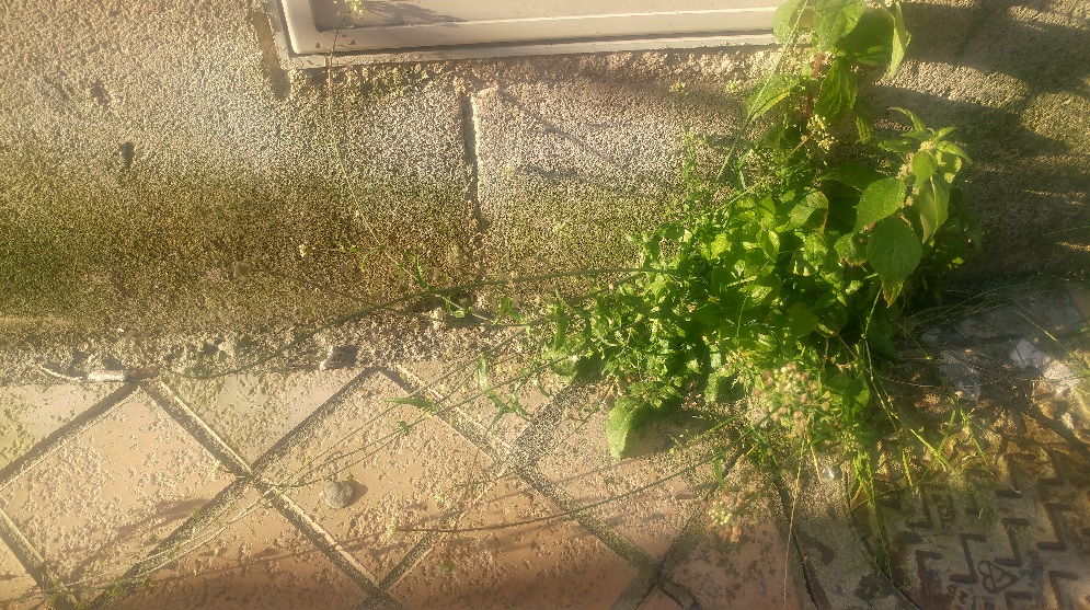 Photo large d'une plante poussant dans les rues de Bordeaux