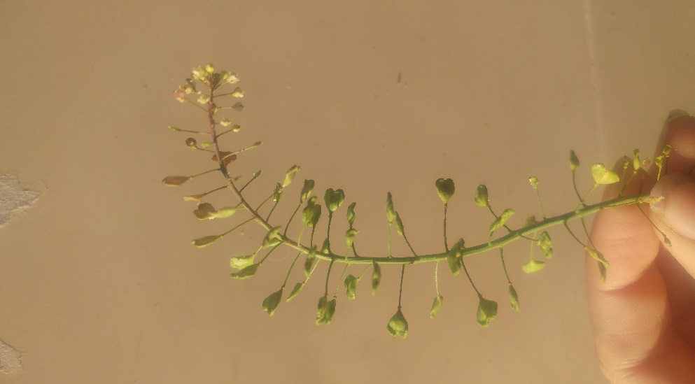 Photo tige (feuilles et fleur) d'une plante poussant dans les rues de Bordeaux