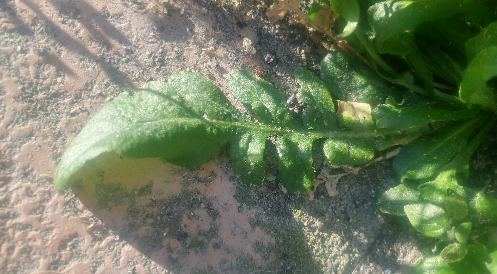 Photo feuilles de la base d'une plante poussant dans les rues de Bordeaux