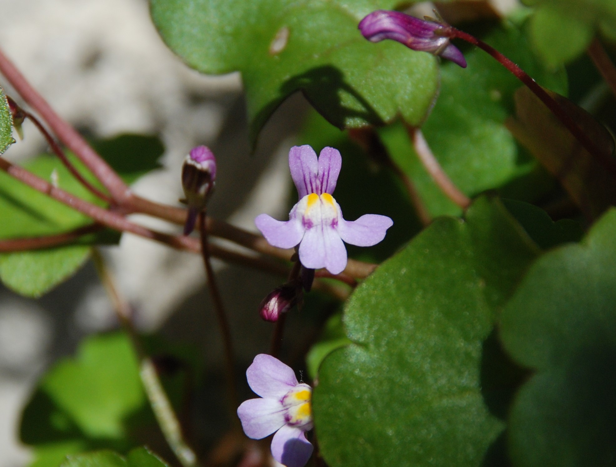 fleur Cymbalaire des murs