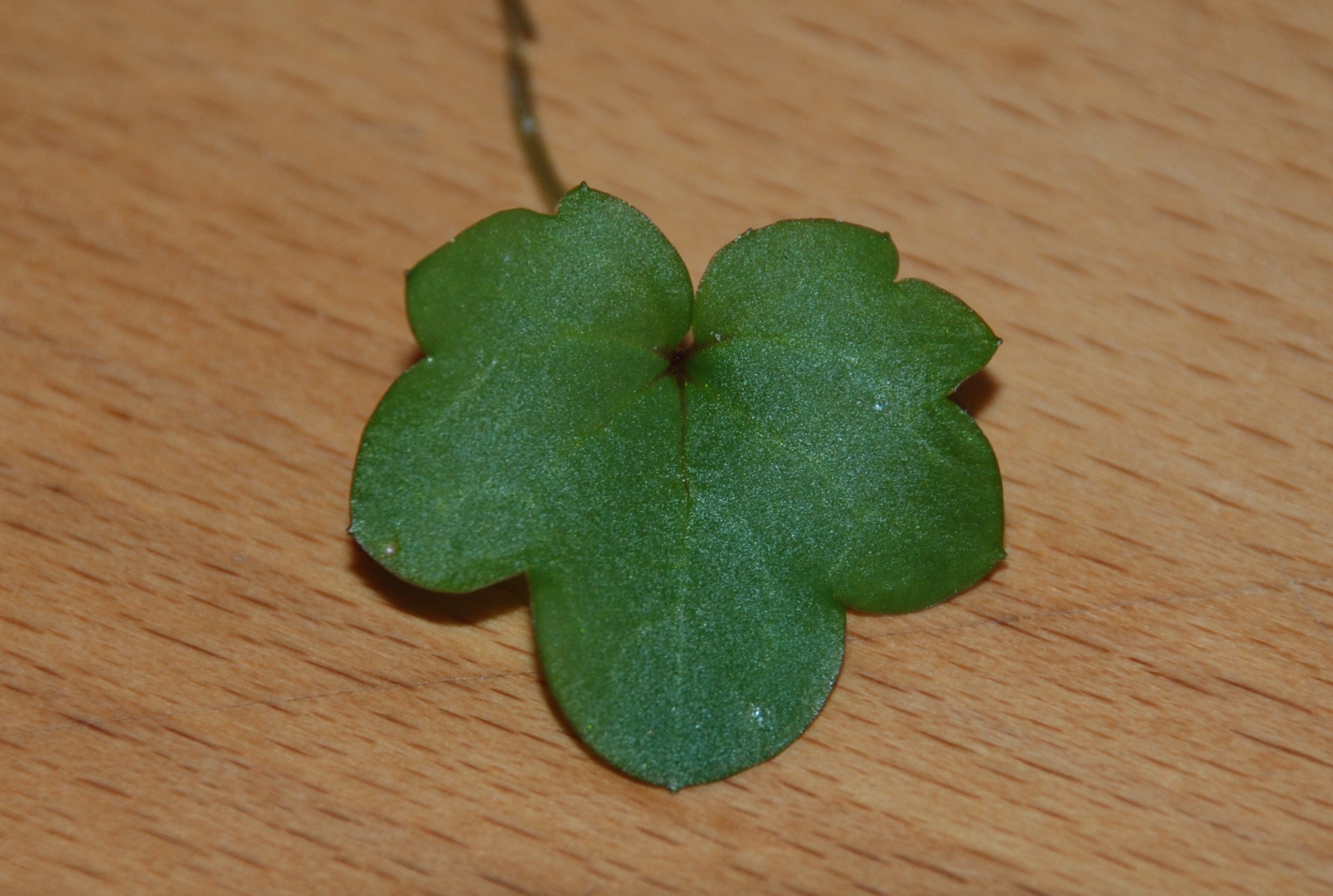 feuille Cymbalaire des murs