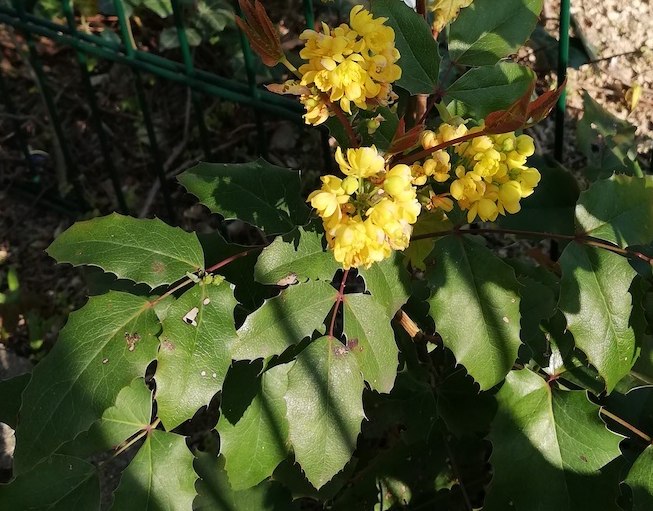 Berberis aquifolium - Mahonia