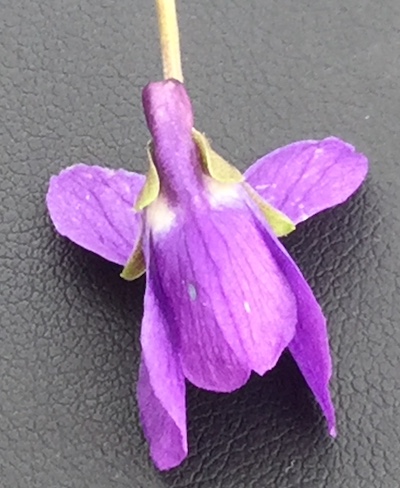 fleur de violette vue du dessous