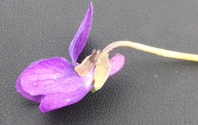 fleur de violette vue de coté