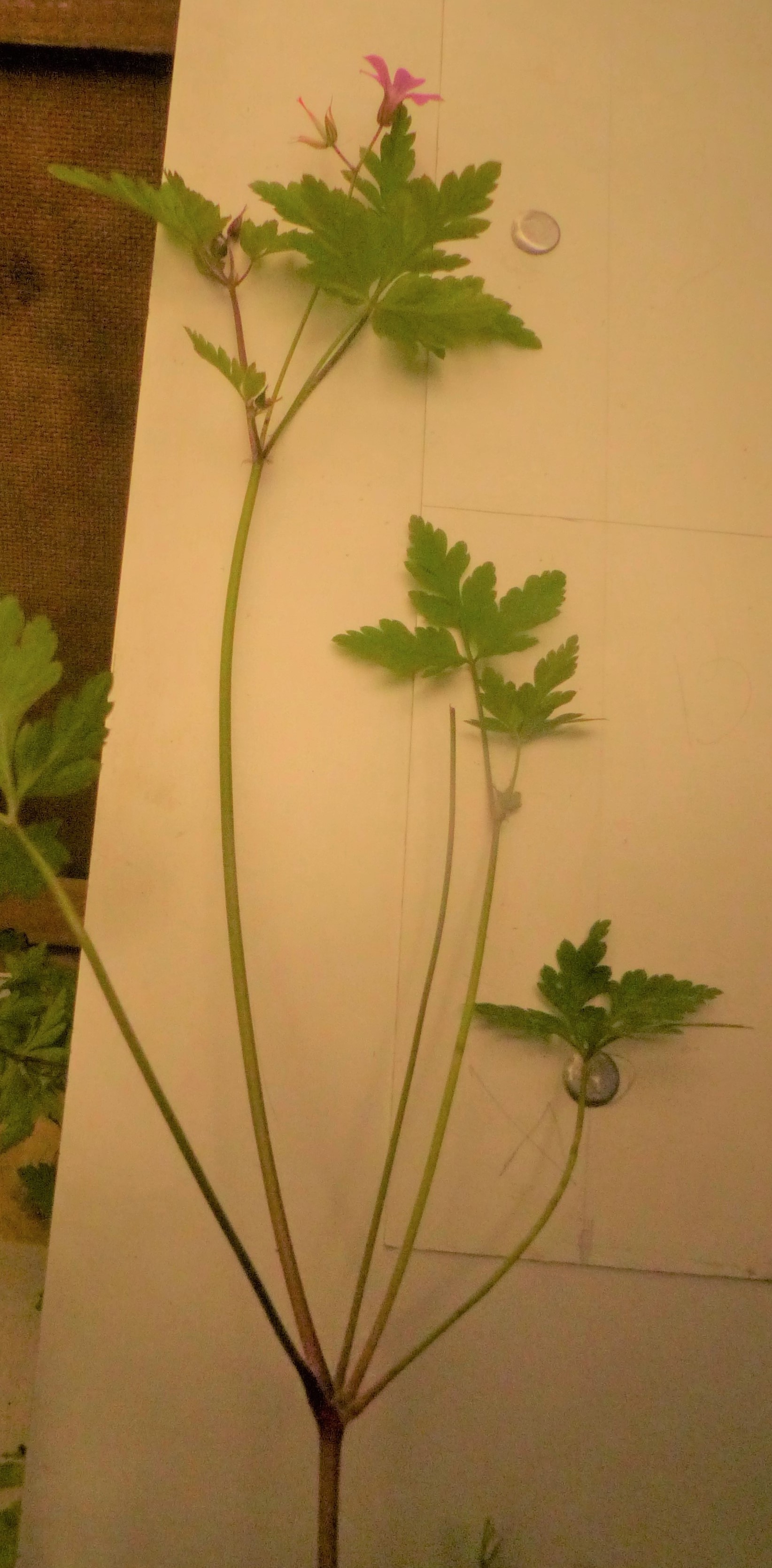 grande plante feuilles tres decoupees; petites fleurs roses