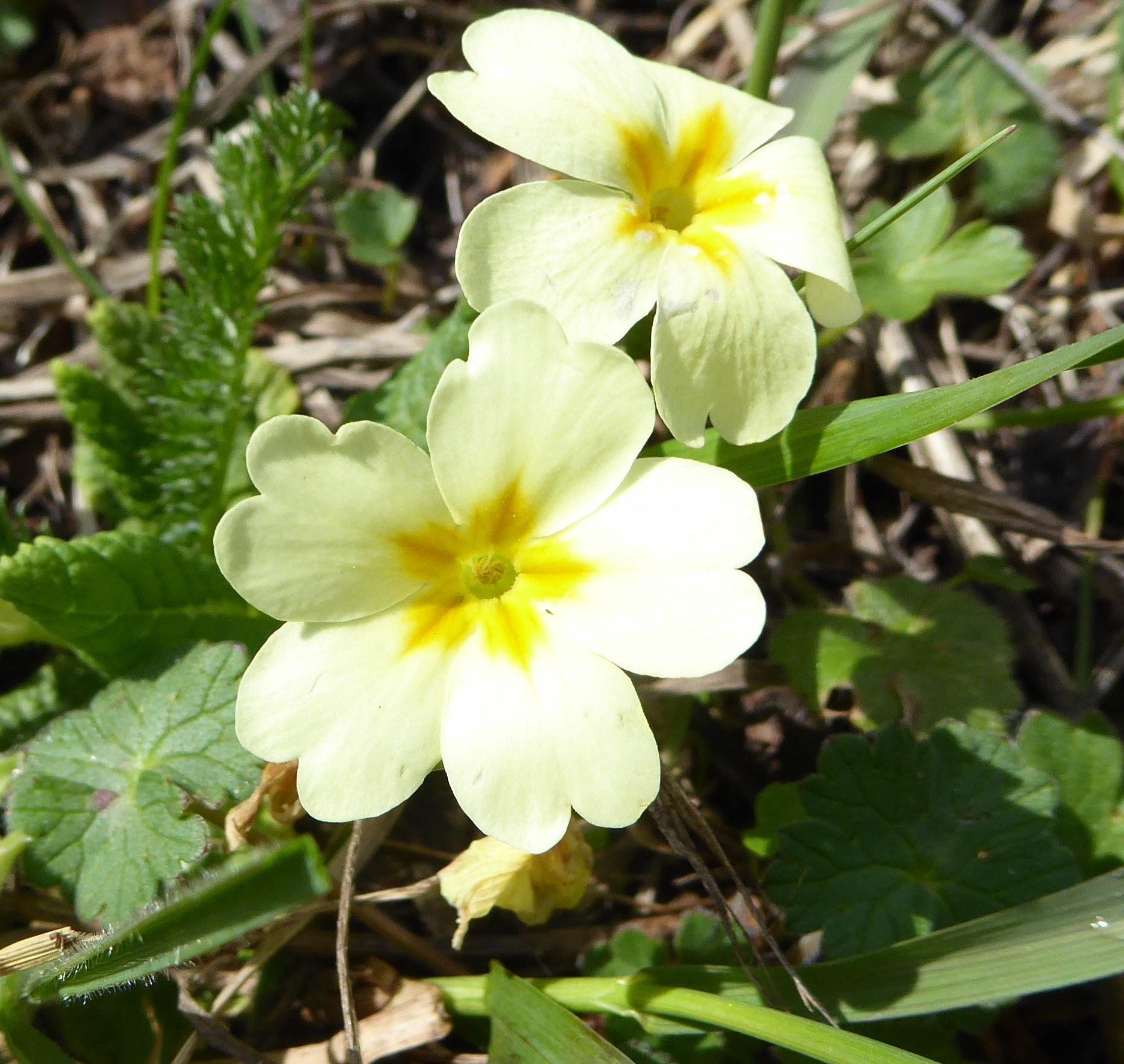 Vue rapprochée de la fleur
