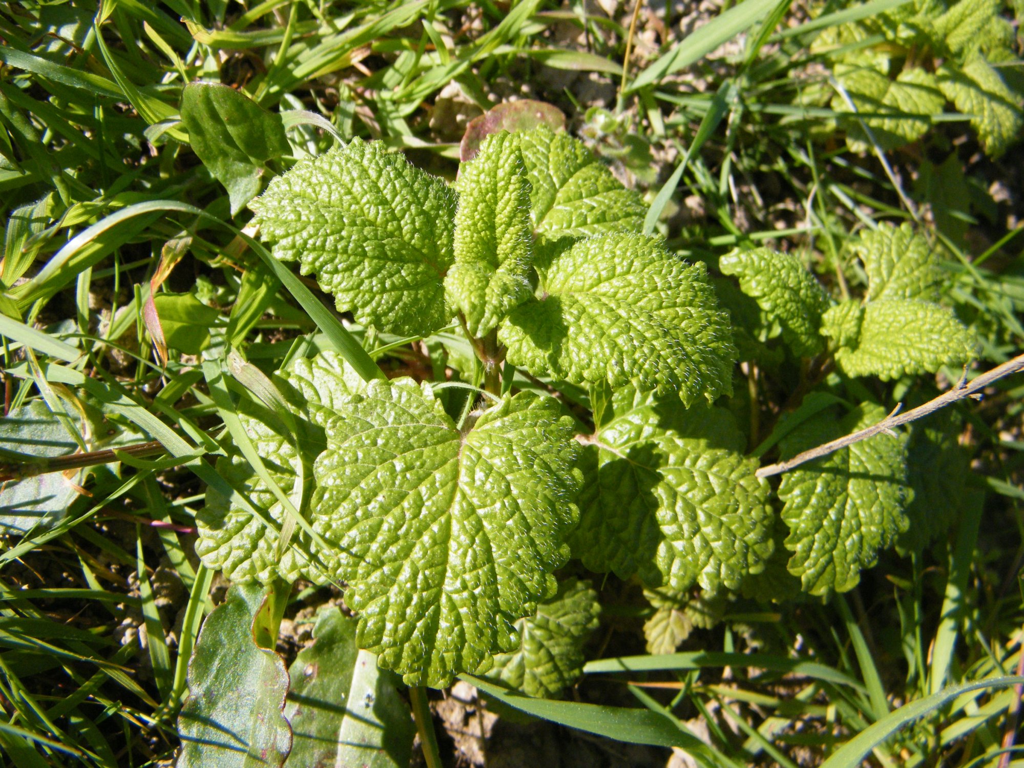 feuilles de mélisse