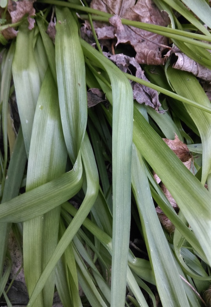 Feuilles et tiges d’allium neapolitanum
