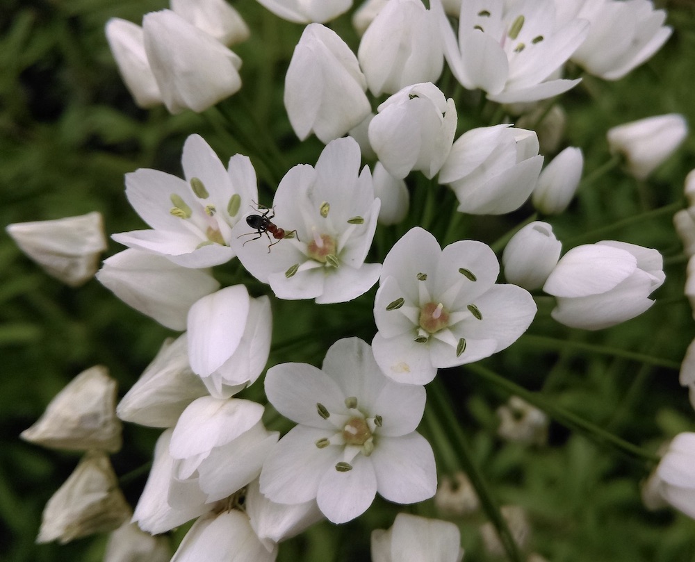 Fleurs d’allium neapolitanum