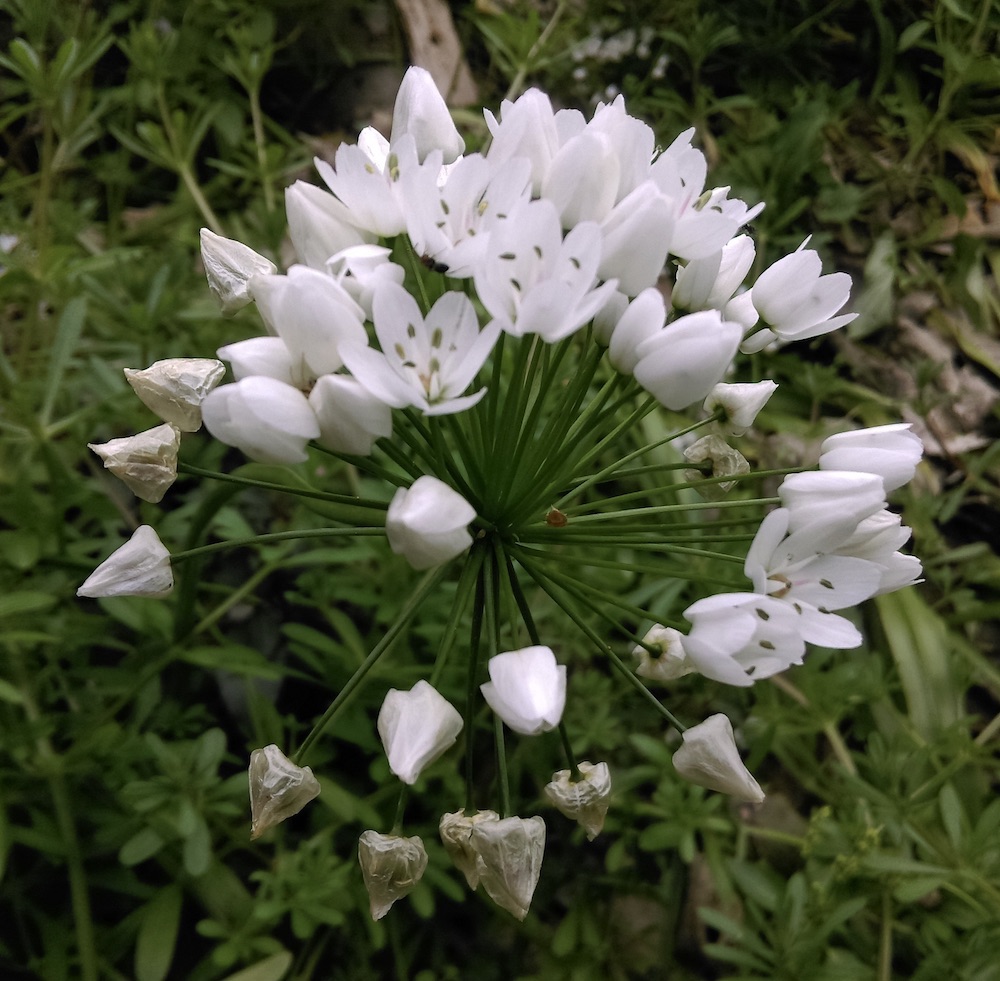 Ombelle et pédicelles d’allium neapolitanum