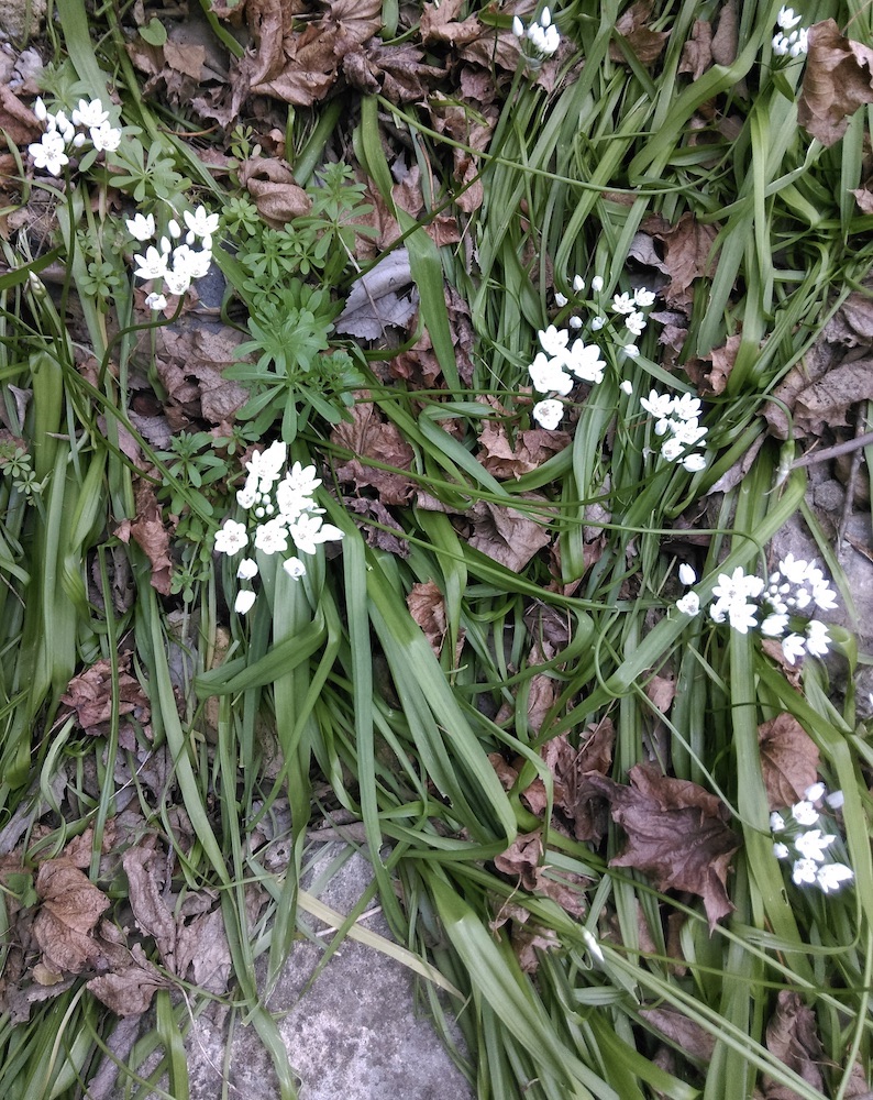 Tapis d’allium neapolitanum