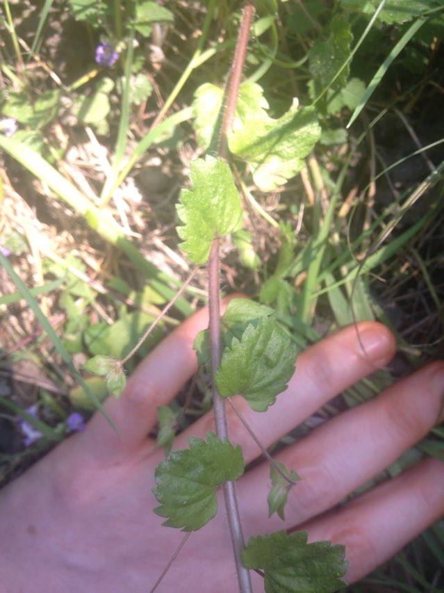 Feuilles Veronica persica