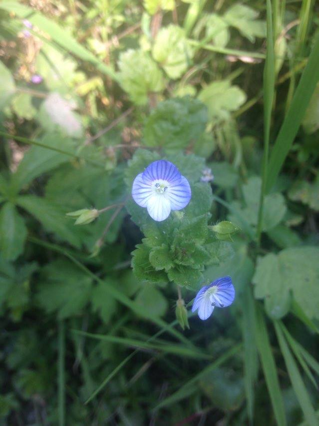 Fleur Veronica persica