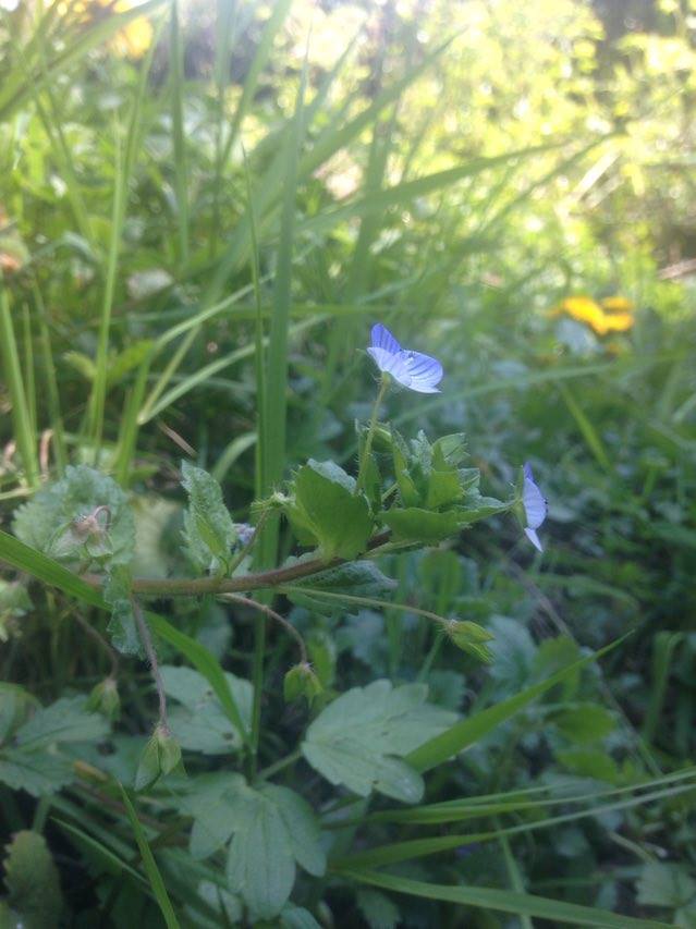 Profil Veronica persica