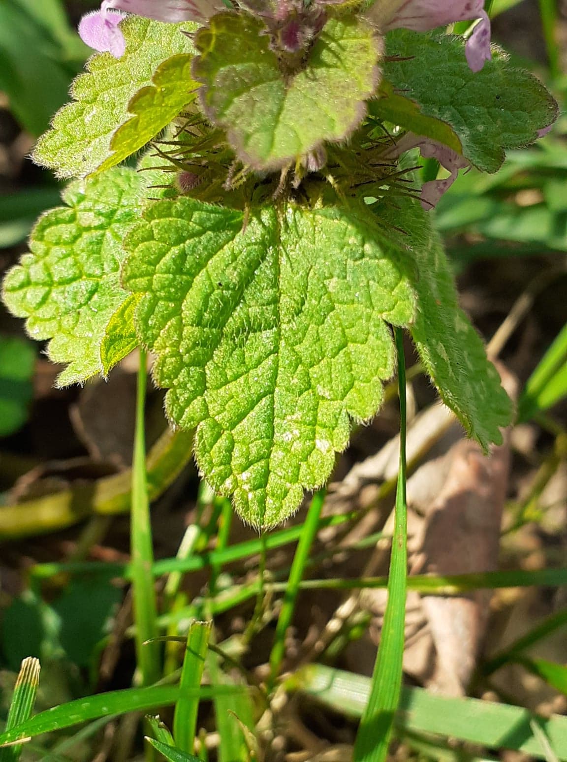 Lamier pourpre feuille