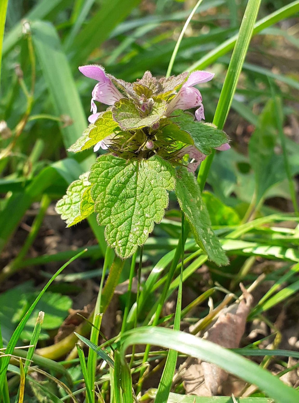 Lamier pourpre vu de côté