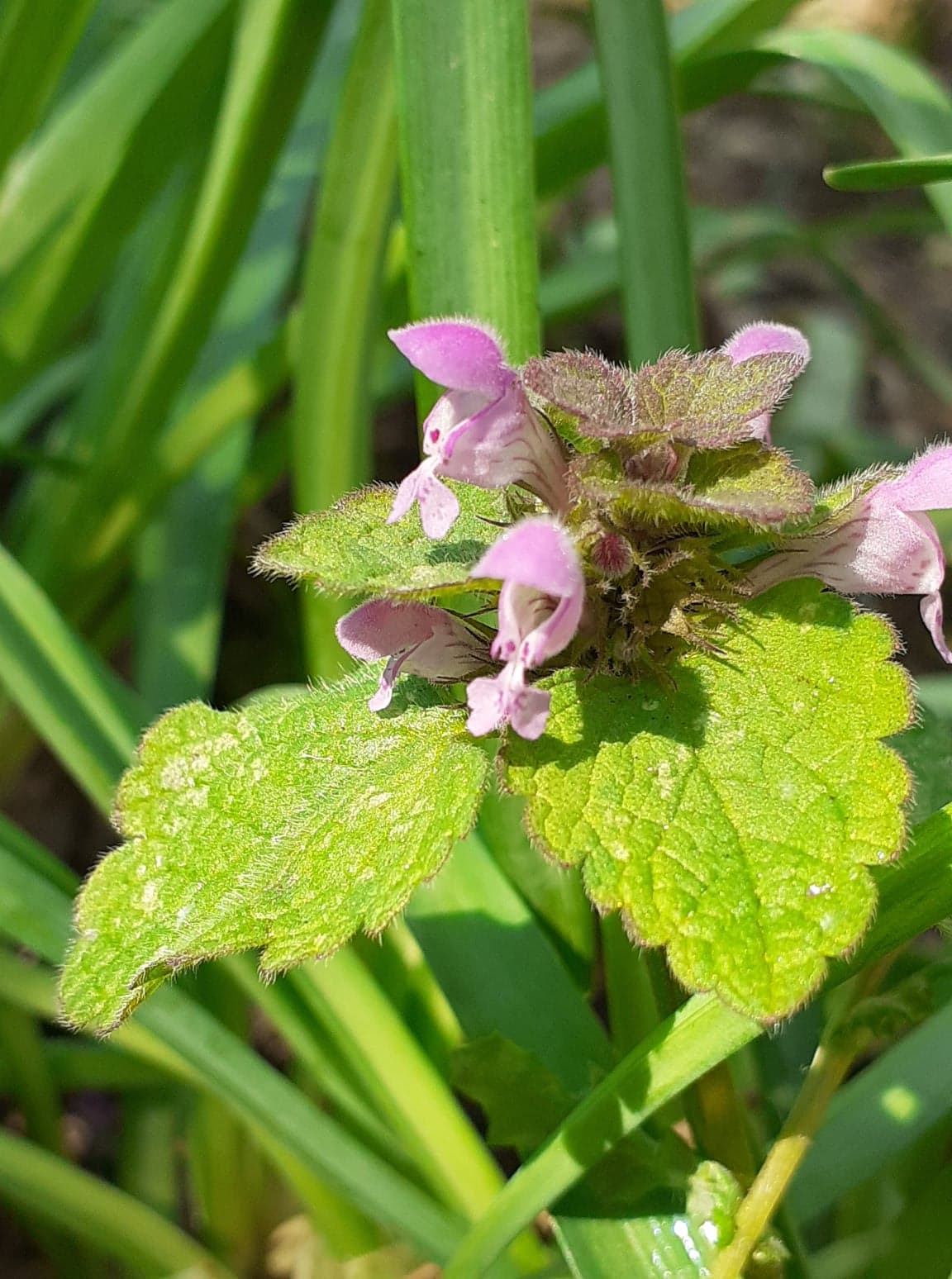 Lamier pourpre fleurs