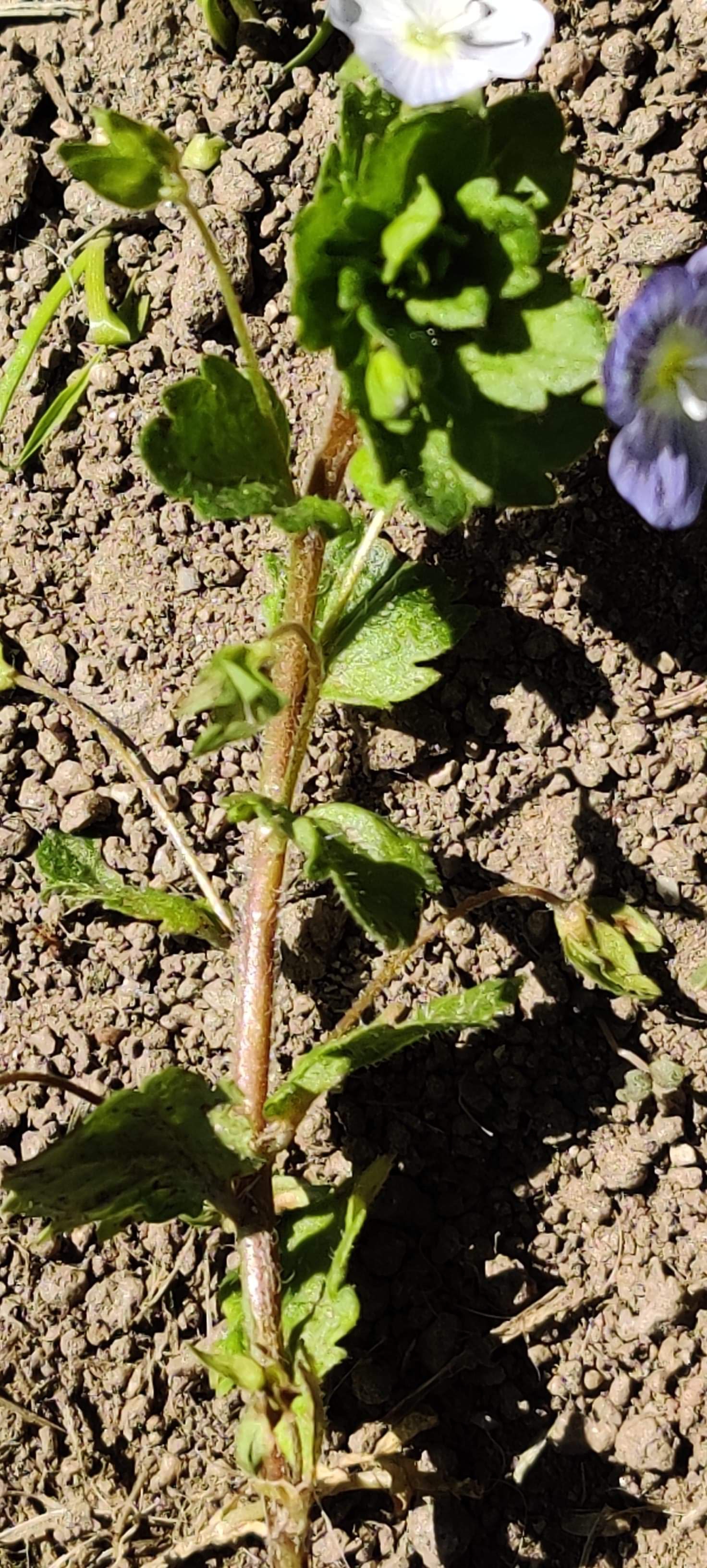 Veronique des jardins - vue de la tige