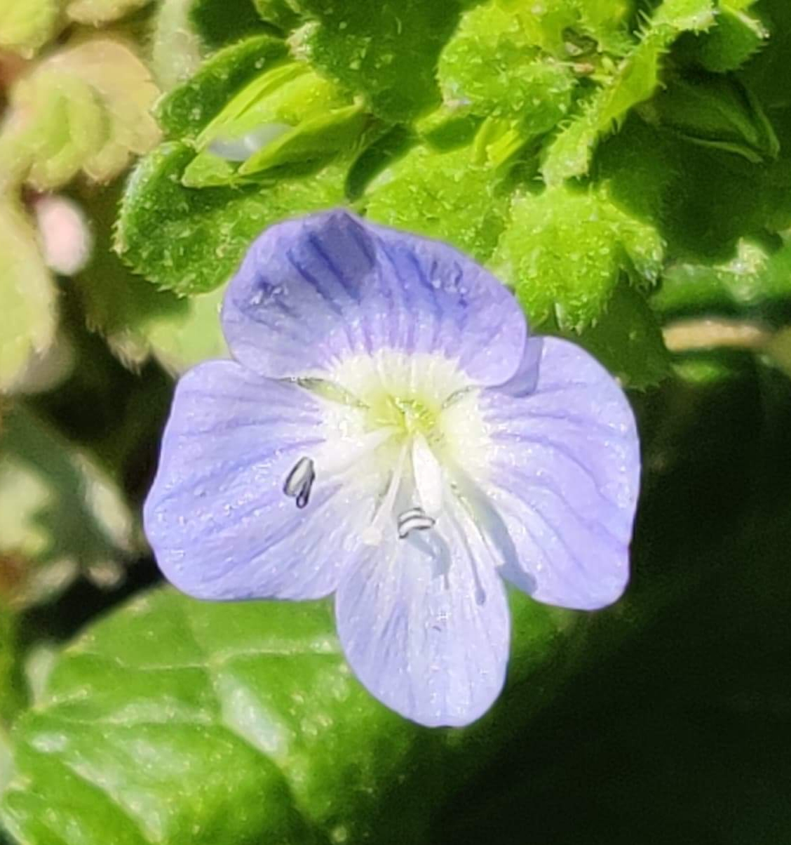 Veronique des jardins - vue de la fleur