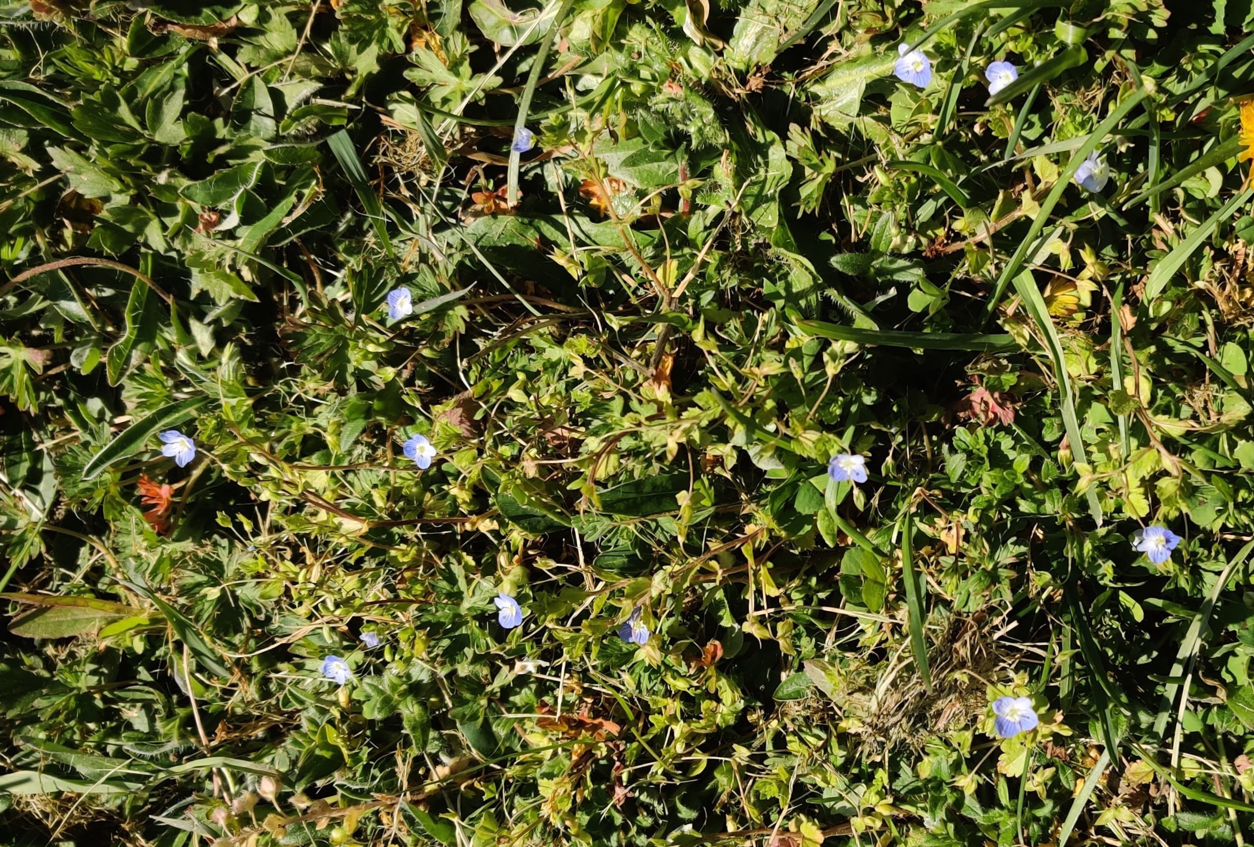 Veronique des jardins - vue d’ensemble