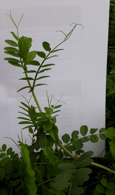 vesce, plante entière