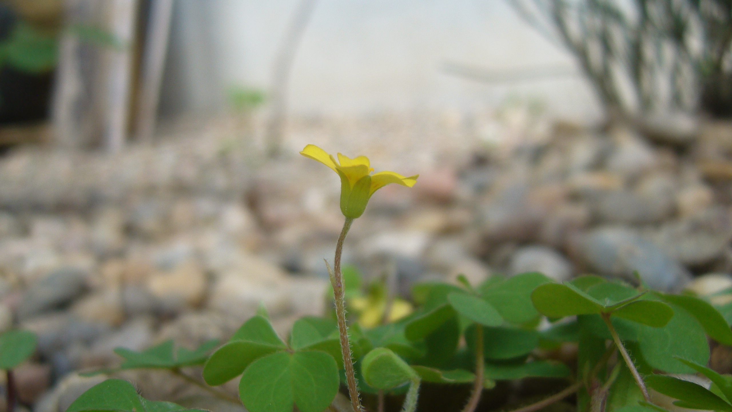 Fleur - vue de profil