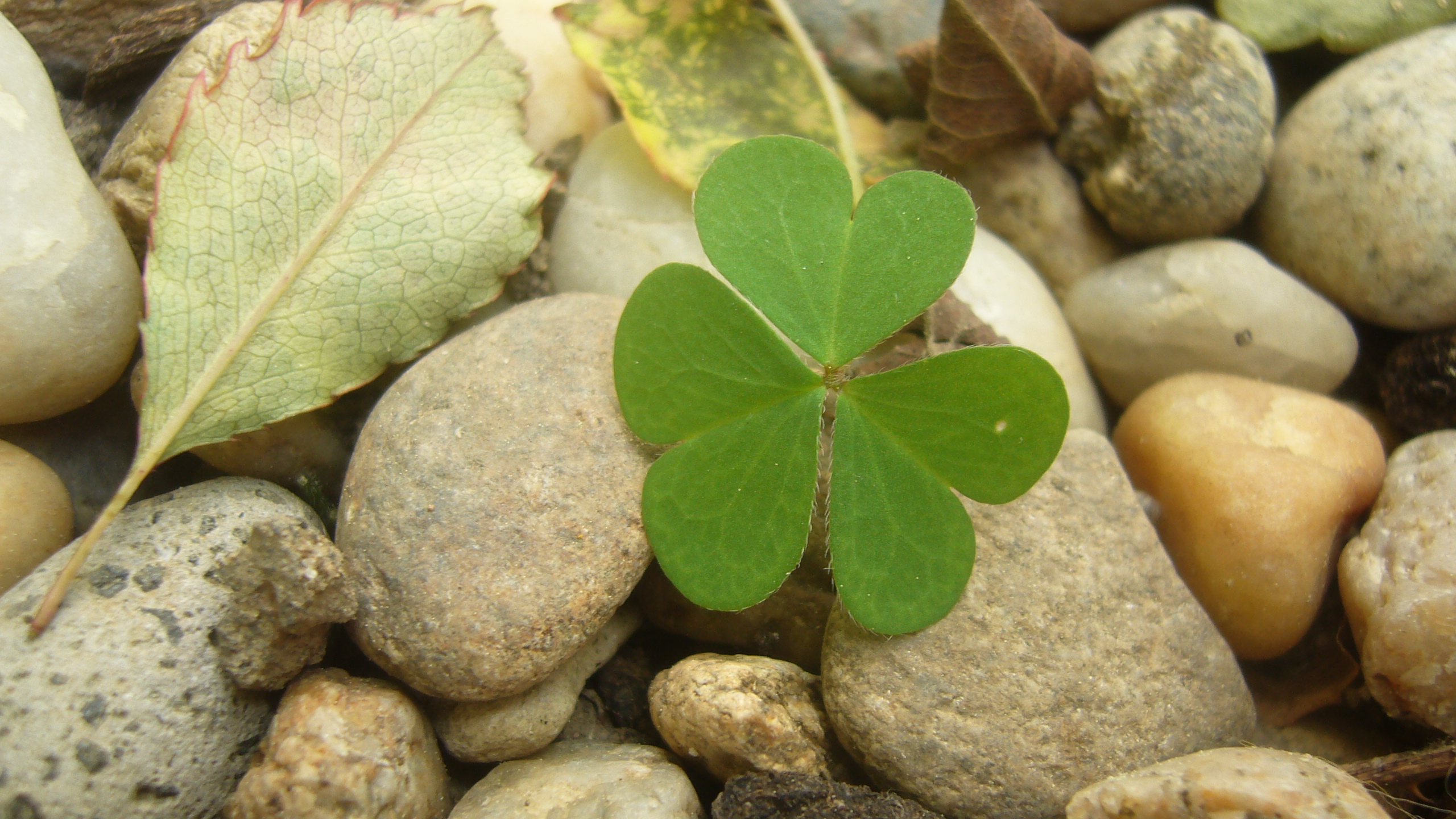 Feuille - vue de dessus