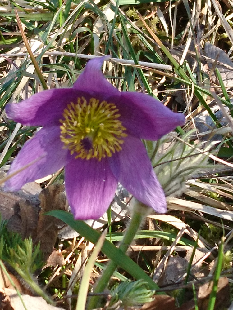 fleur d'Anémone pulsatille vue de face