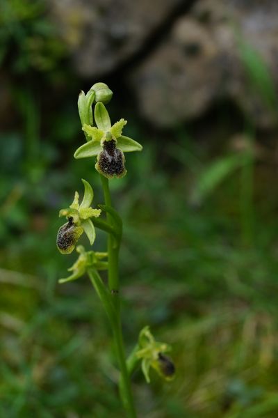 Détail fleur : orchidée