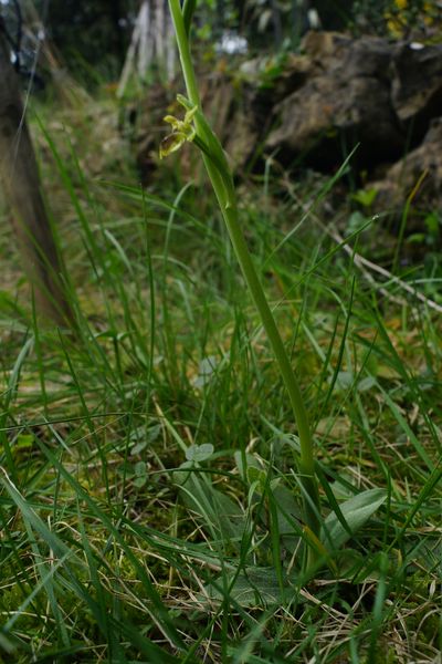 Orchidée "sauvage": tige