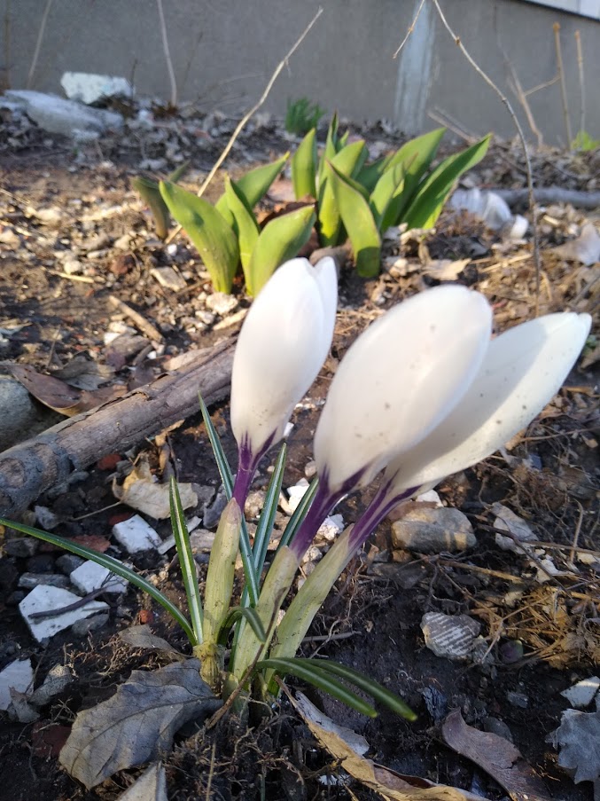Des crocus