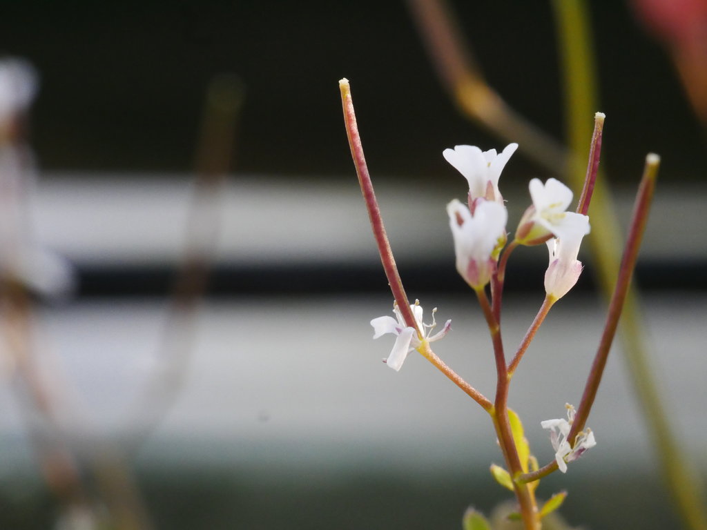 Cardamine hirsuta - fleur