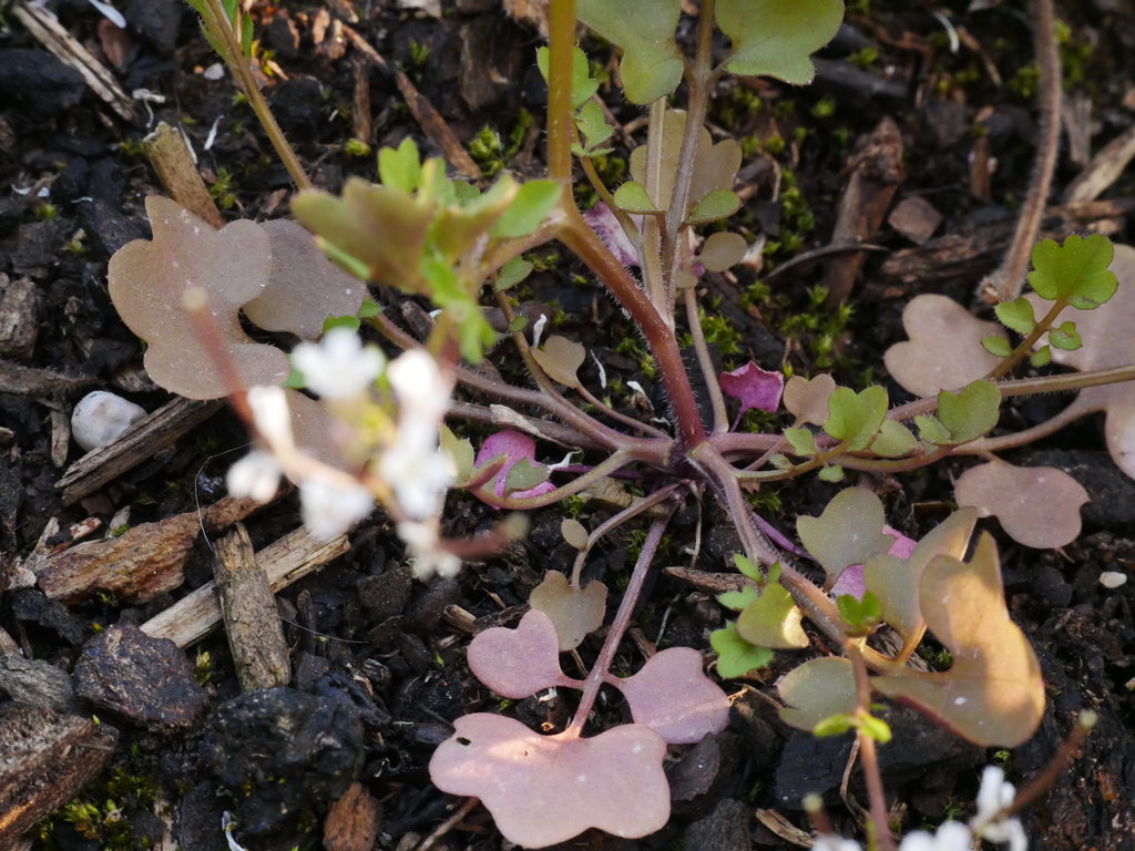 cardamine hirsuta - feuilles