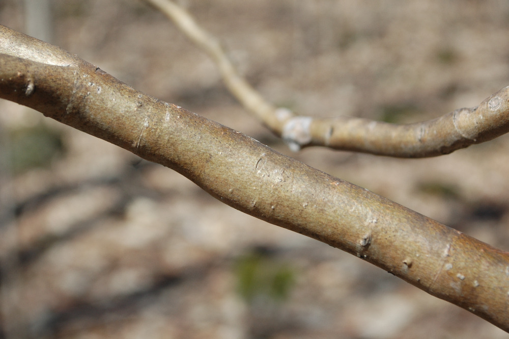 Dirca palustris - écorce